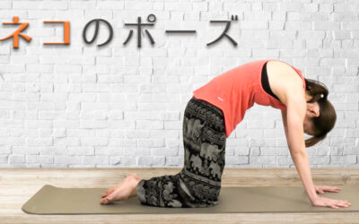 腰痛に効く-猫のポーズ-